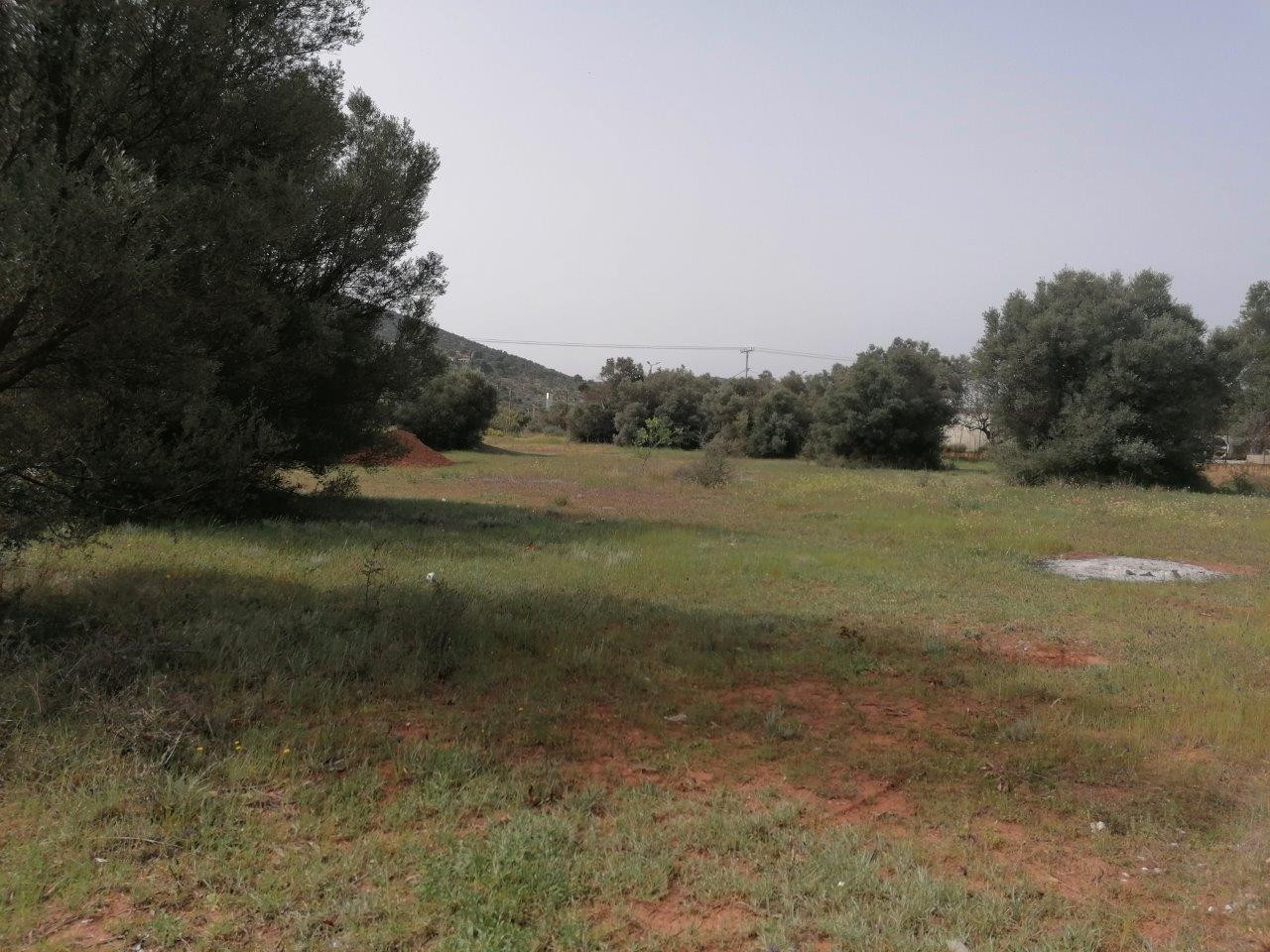 Αγροτεμάχιο, Κορωπί