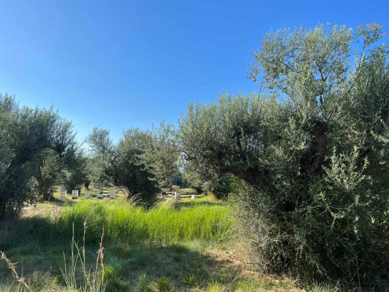 Land plot, Efpalio