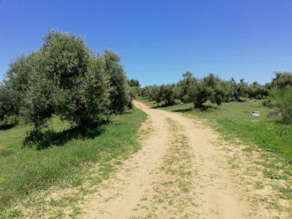 Aγροτεμάχιο, Παλλήνη Χαλκιδικής