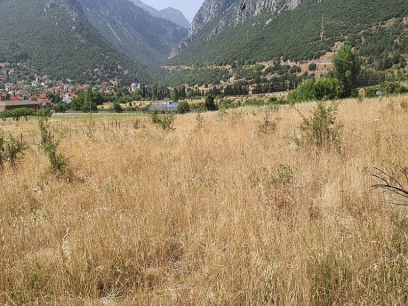 Plot, Fokida