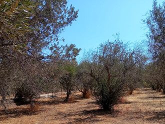 Οικόπεδο, Θερμησία, Ερμιόνη, Αργολίδα