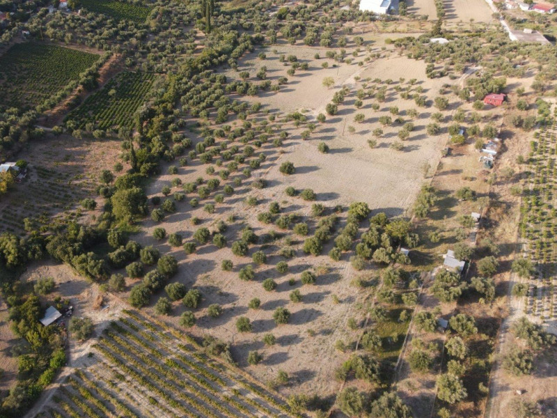 Plot, Arkadia