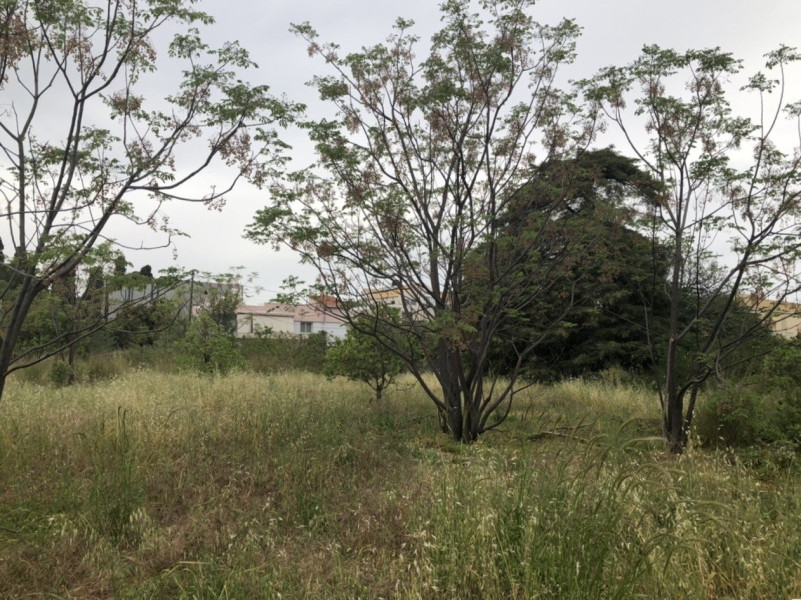 Plot, Ixia, Rhodes