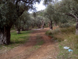 Αγροτεμάχιο, Βόλος